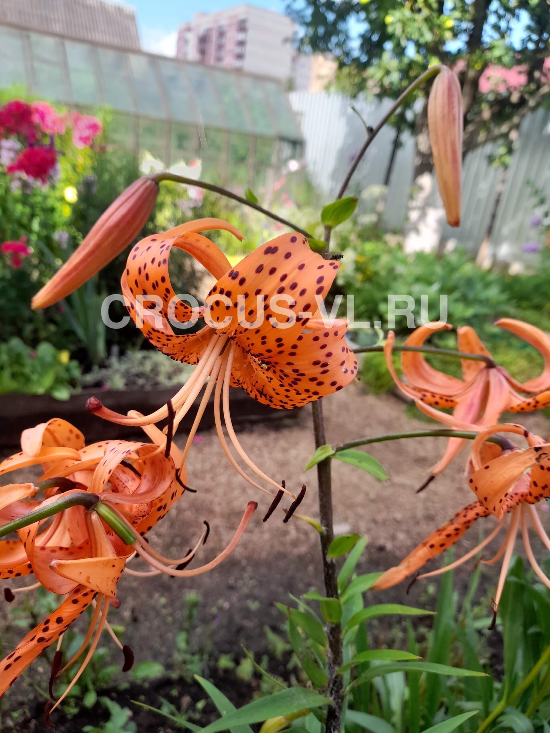 Лилия тигровая «Splendens»